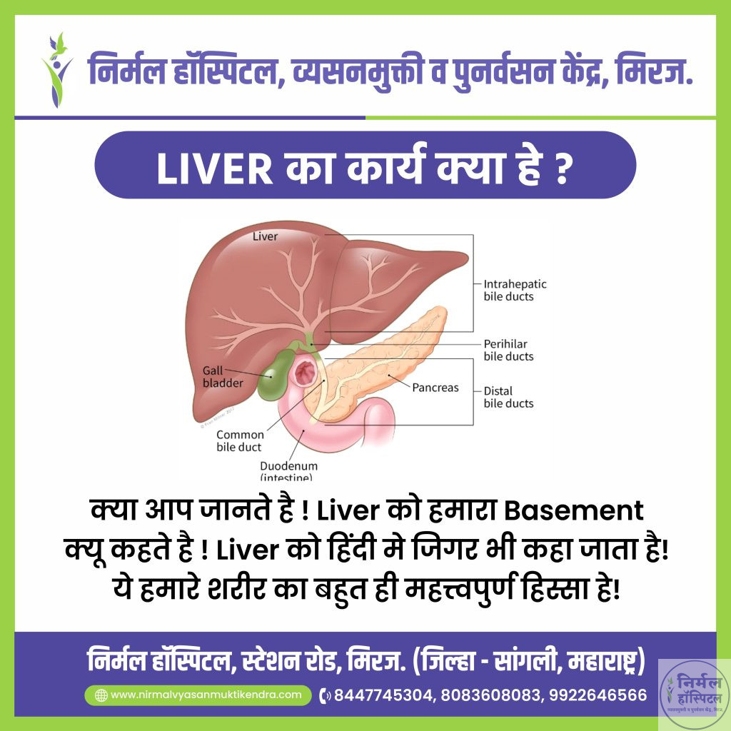 Liver